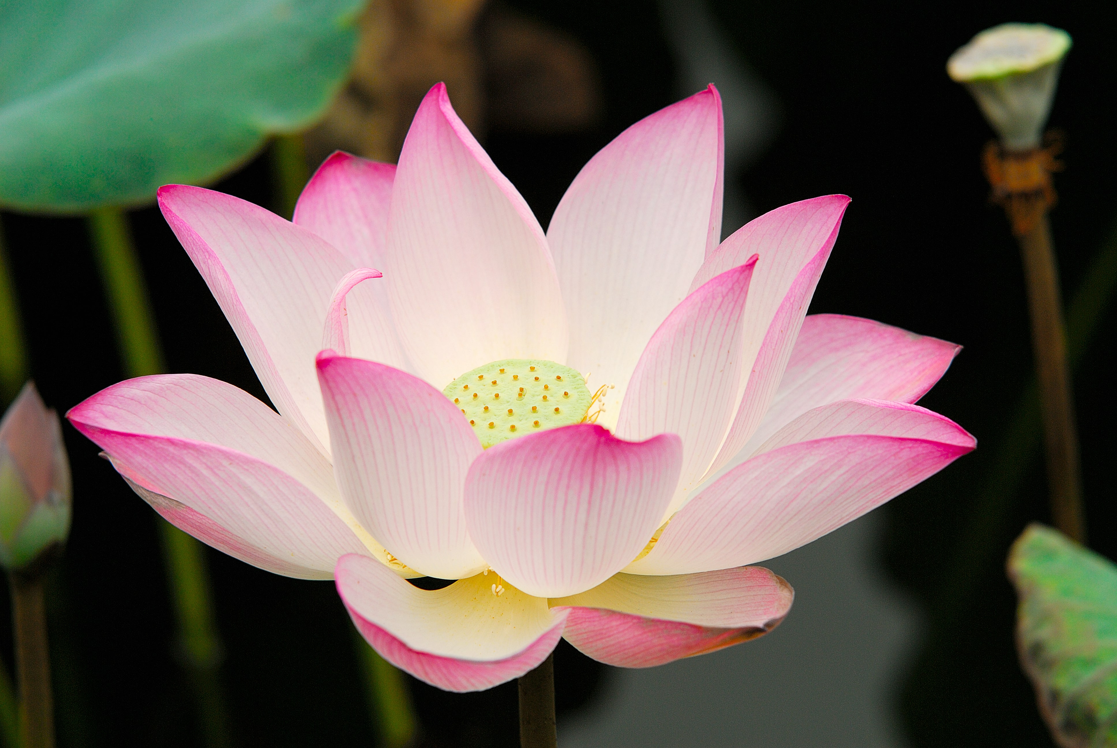 Lotus Real Estate Investment Fund